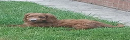 Cockapoo dogs for sale: Red and apricot cockedpoo puppys - Advert 5