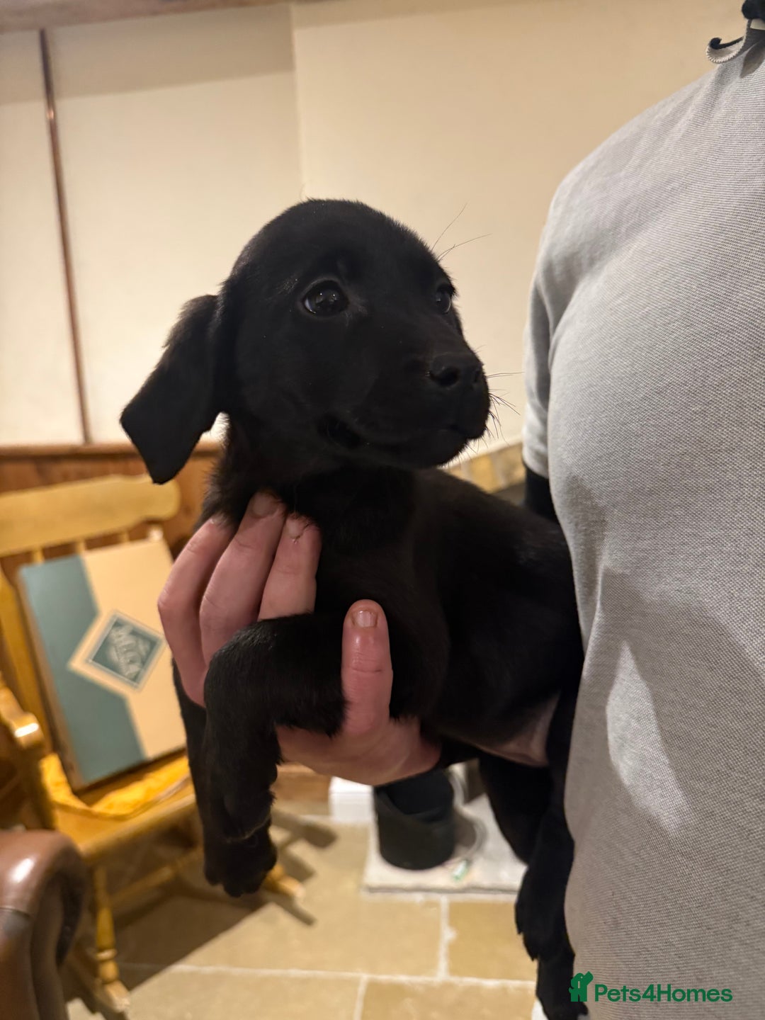 Labrador Retriever dogs for sale: KC Working Labrador Bitch - Advert 24