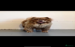Chow Chow dogs for sale: Exotic colour chowsky puppies for sale  - Image 20