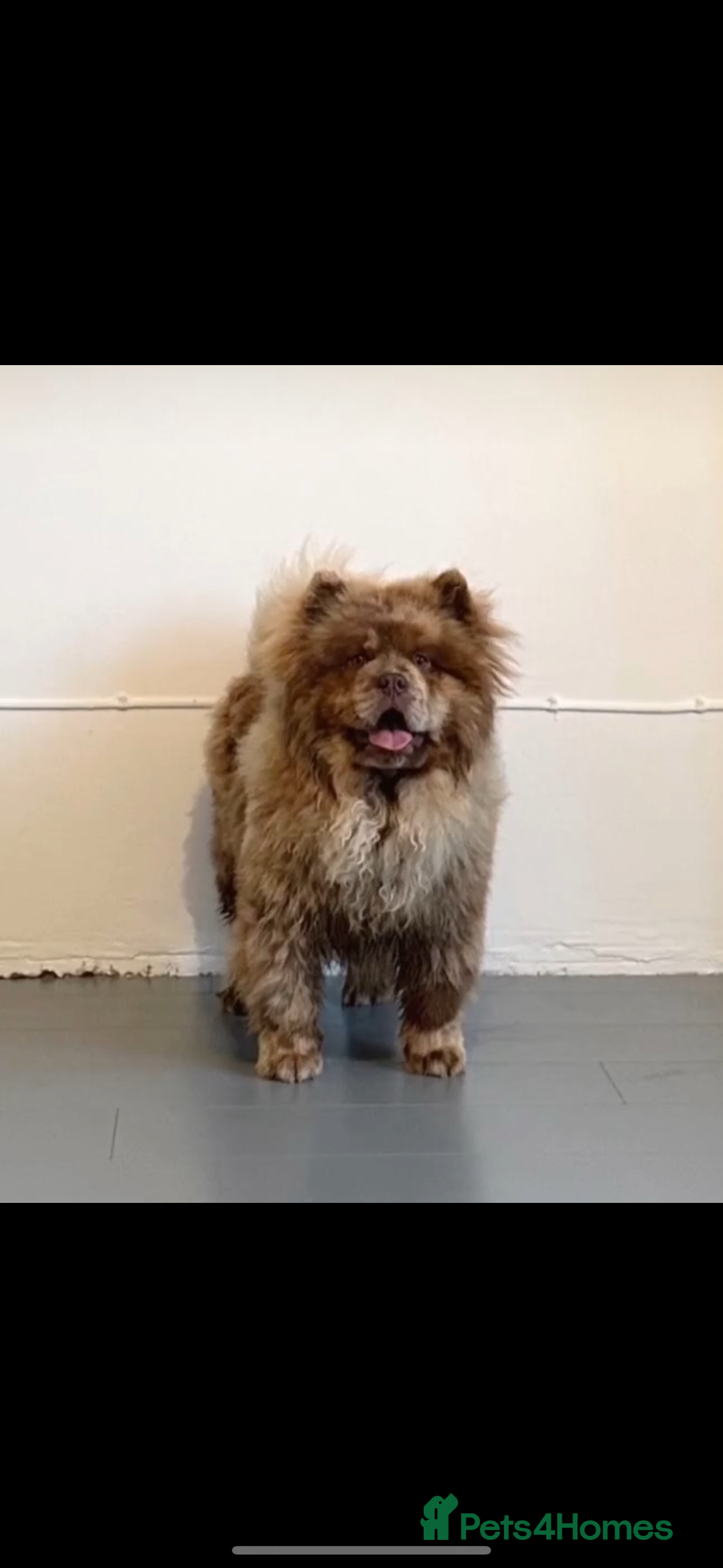 Chow Chow dogs for sale: Exotic colour chowsky puppies for sale  - Image 20