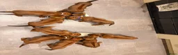 Rhodesian Ridgeback dogs for sale: KC Registered Rhodesian Ridgeback Litter - Advert 2