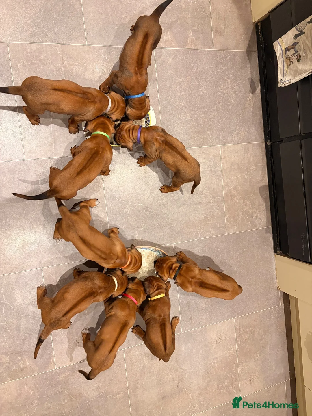 Rhodesian Ridgeback dogs for sale: KC Registered Rhodesian Ridgeback Litter - Advert 2
