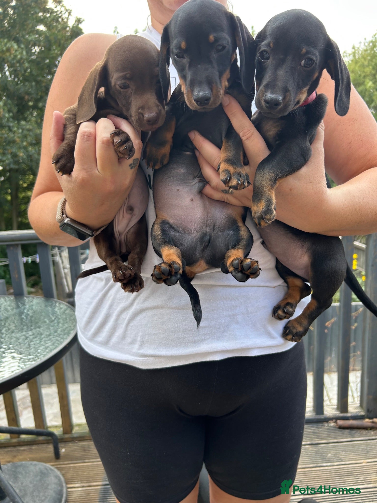 Miniature Dachshund dogs Miniature smooth haired dachshund pups for sale - Advert 2