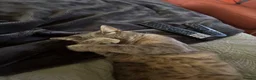 British Shorthair cats for sale: Moose in Biggleswade - Advert 14