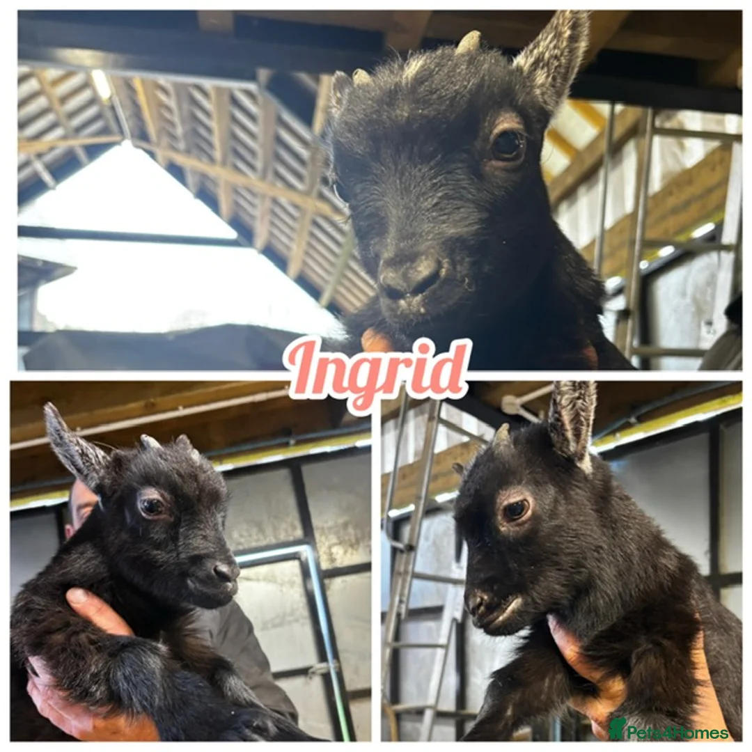 Goats livestock for sale: Gorgeous Pygmy Goats - Ready from mid /end April  - Advert 2