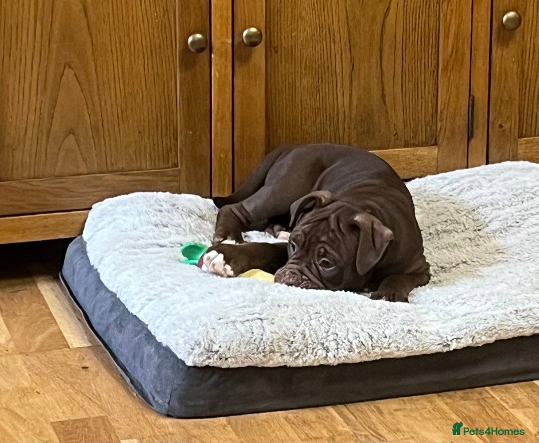 Olde English Bulldogge dogs for sale: 2 Olde English Bulldogge NEBBR registered boys - Advert 7