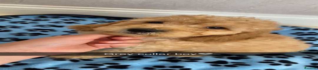 Cockapoo Puppy 2