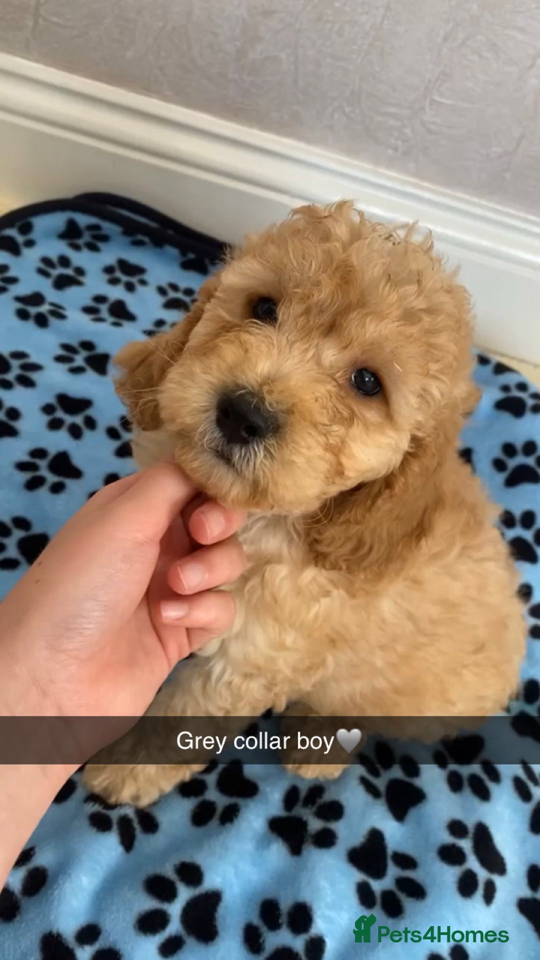 Cockapoo dogs for sale: ‼️6 gorgeous cockapoo pups ready to leave now‼️ - Image 3