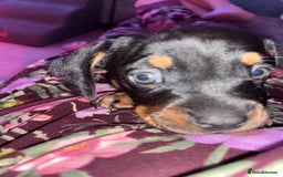 Mixed Breed dogs for sale: Miniature dachshund X French bulldog  - Image 4