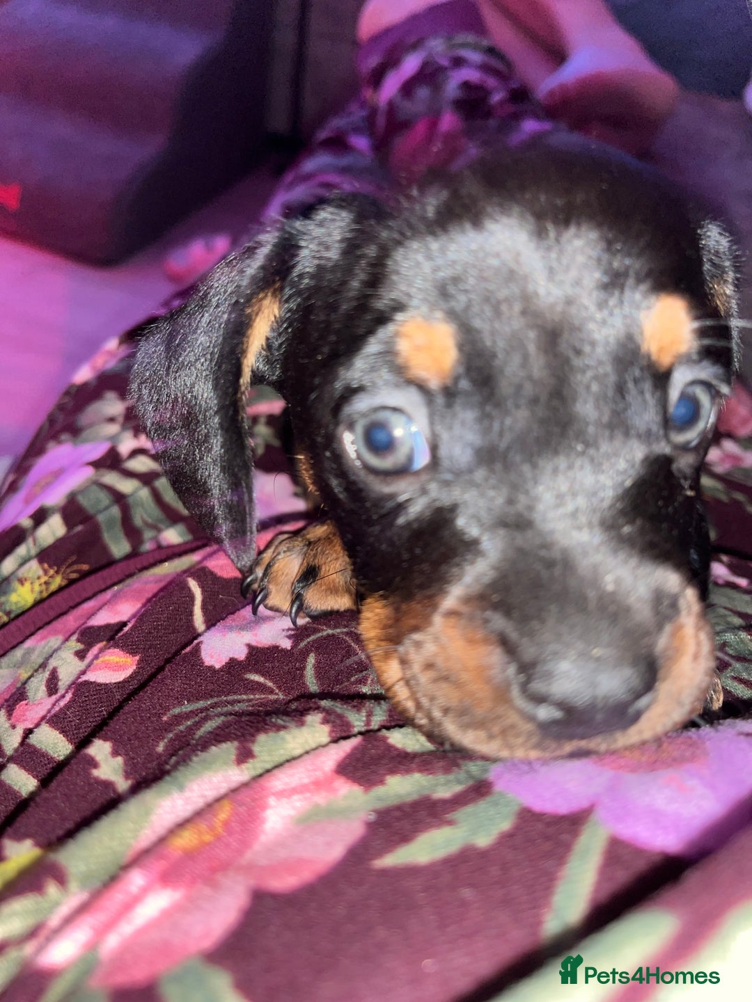 Mixed Breed dogs for sale: Miniature dachshund X French bulldog  - Image 4