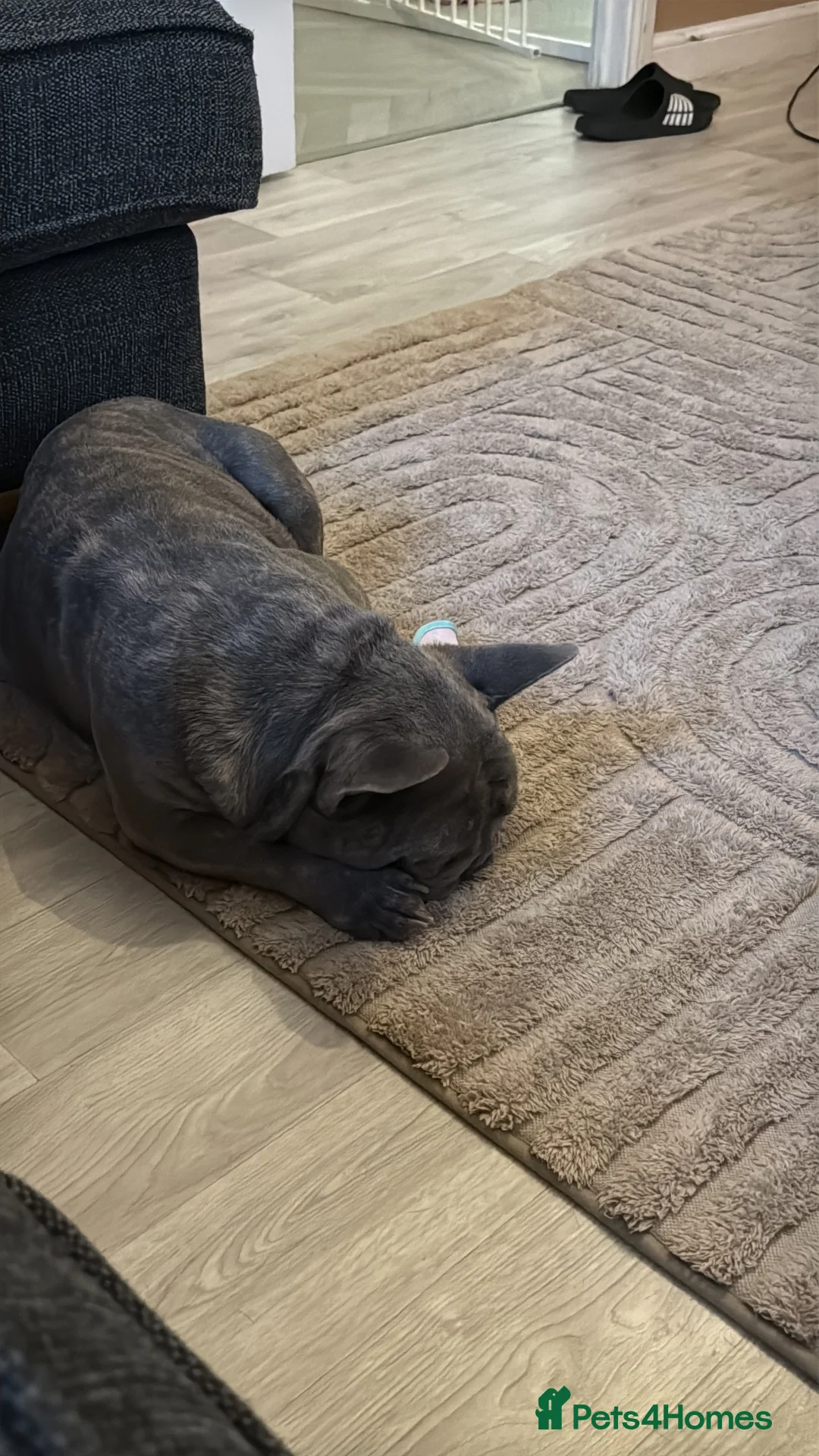 French Bulldog dogs for sale: Reggie  - Advert 2