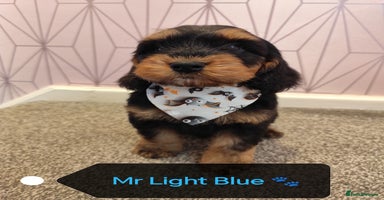 Cockapoo dogs - Advert 2