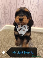 Cockapoo dogs - Advert 2