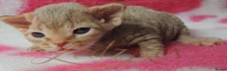 Devon Rex cats for sale: Beautiful Devon Rex Kittens For Sale - Advert 10