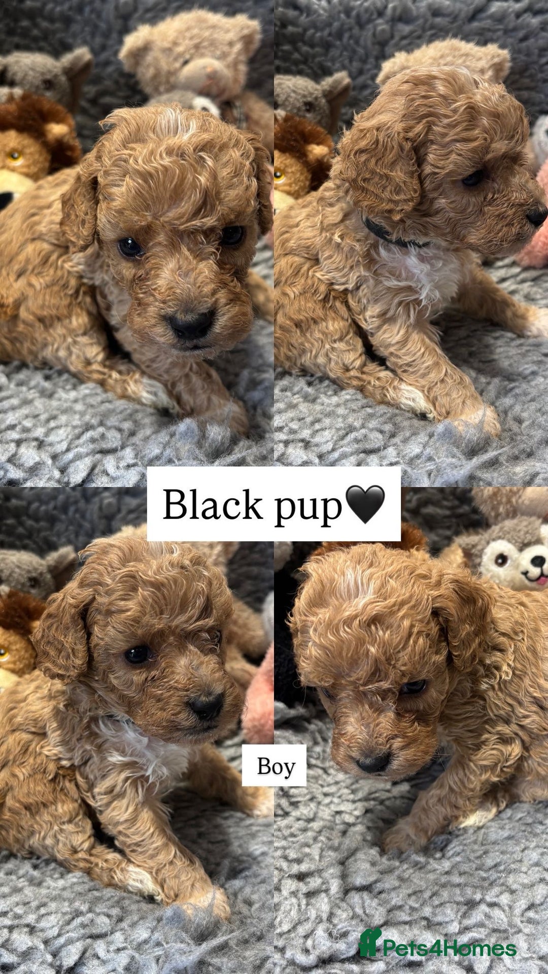 Cockapoo dogs for sale: Cockapoo’s 6 boys 2 girls  - Image 2