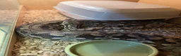 Boa Snake reptiles for sale: Durimels boa - Advert 3