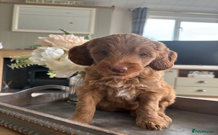 Australian Labradoodle dogs - Advert 3