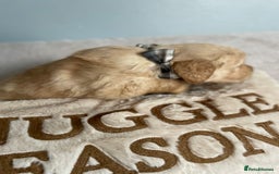 Golden Retriever dogs for sale: Rare & wonderful petite golden retrievers - Image 28