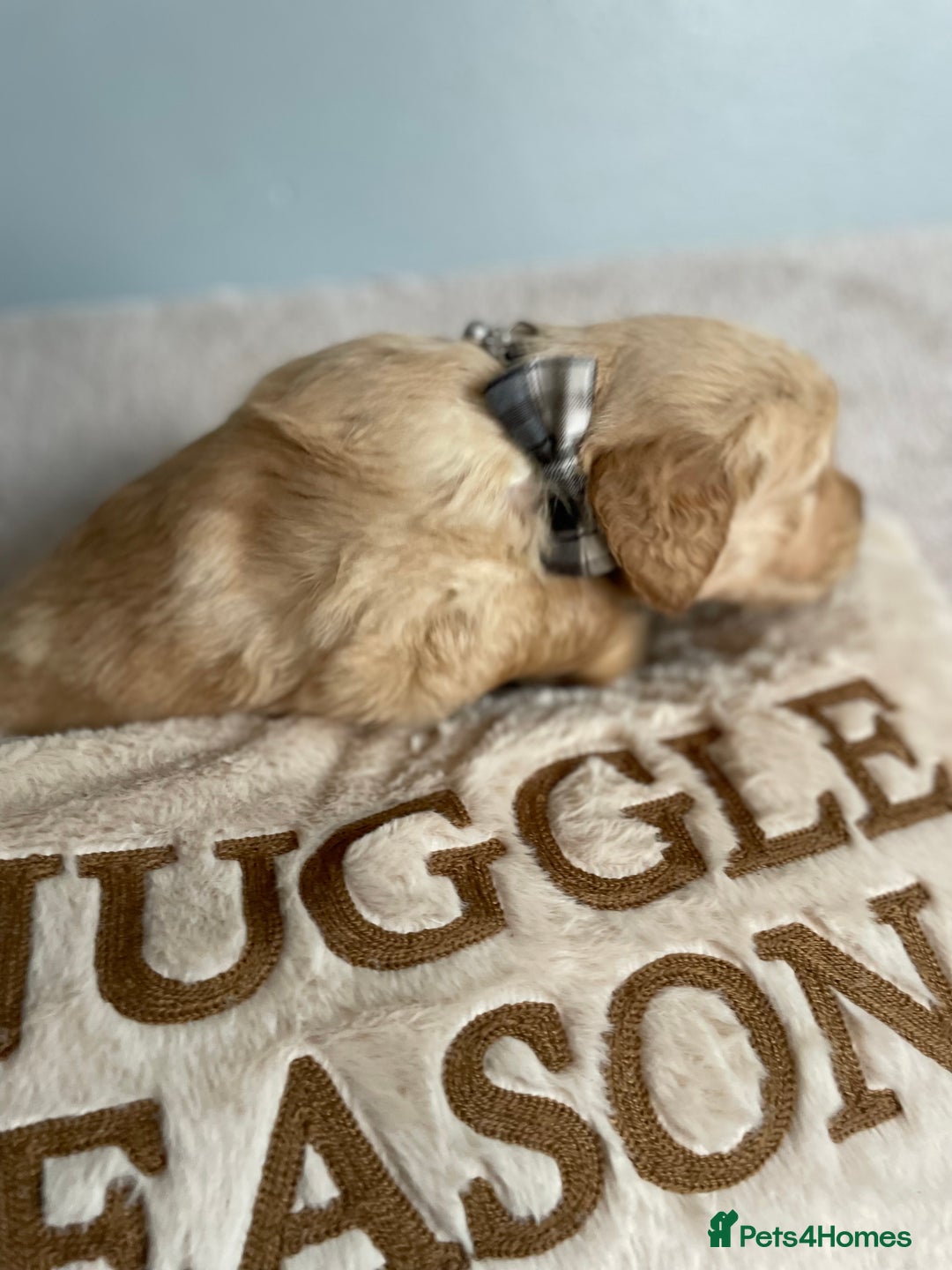 Golden Retriever dogs for sale: Rare & wonderful petite golden retrievers - Image 28