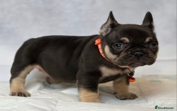 French Bulldog dogs for sale: TOP QUALITY KC REG FRENCHIES AVAILABLE  - Image 18