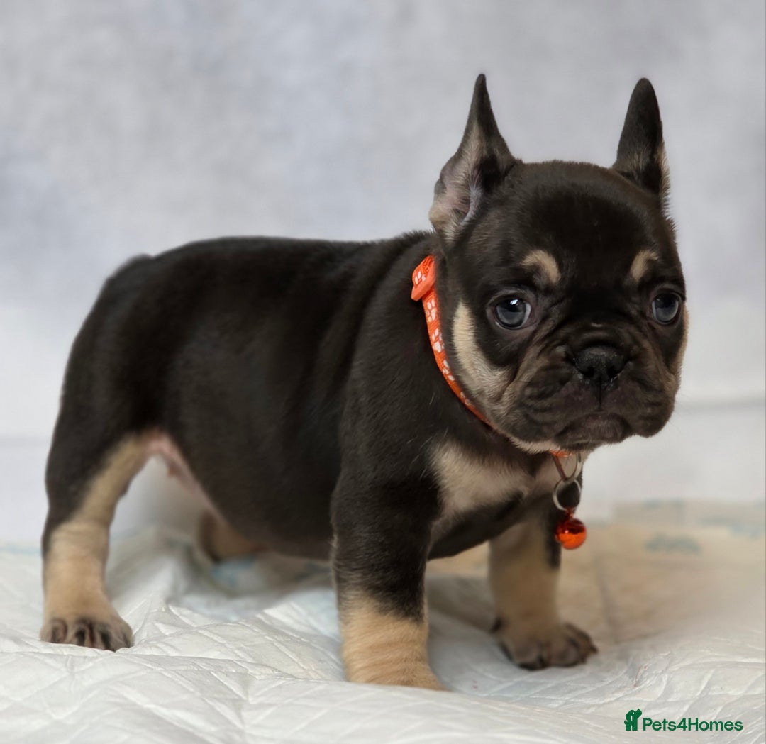 French Bulldog dogs for sale: TOP QUALITY KC REG FRENCHIES AVAILABLE  - Image 18