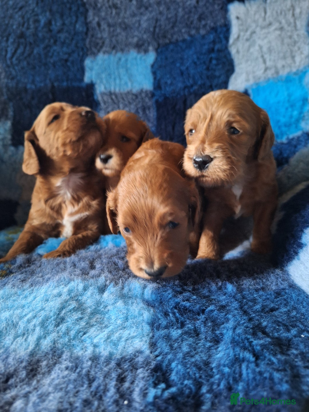 Cockapoo dogs for sale: Cockerpoo Puppies – Standard Size Red Boys Only - Image 13