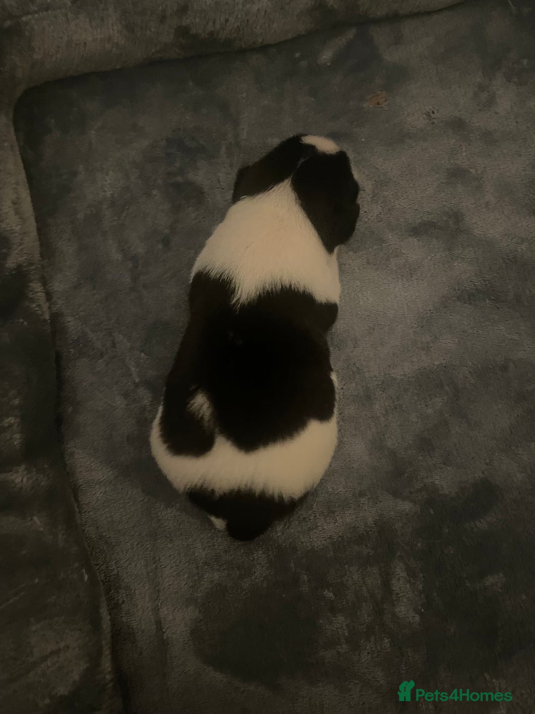 Jug dogs for sale: Jug pups  - Advert 2