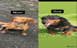 Cocker Spaniel dogs for sale: Working Cocker Spaniel puppies - Image 2