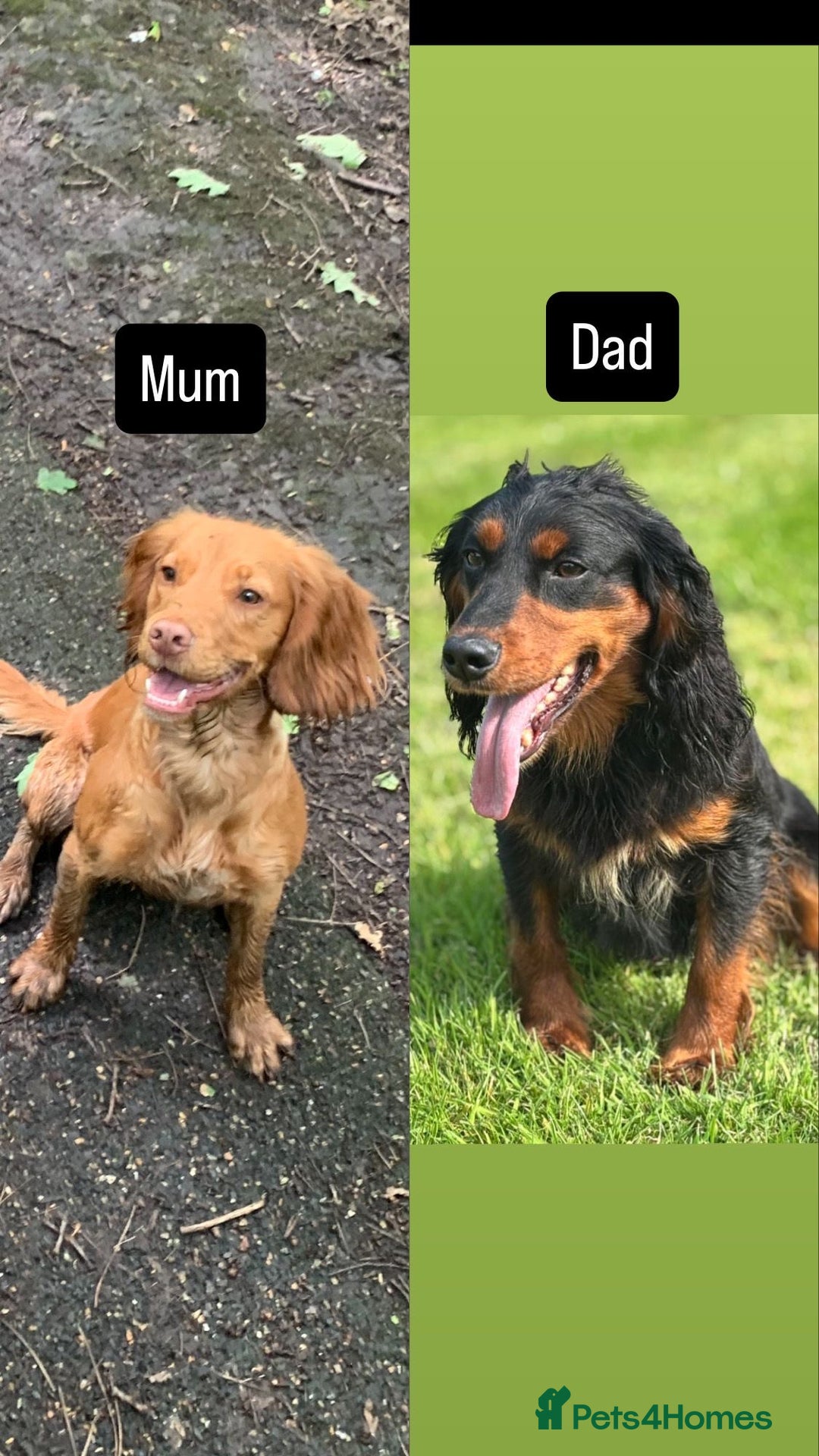 Cocker Spaniel dogs for sale: Working Cocker Spaniel puppies - Image 2