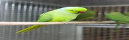 Parakeets birds for sale: Green ringneck - Advert 2