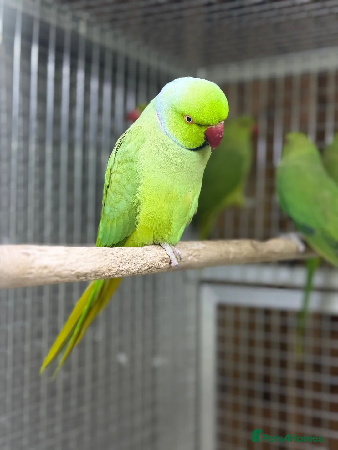 Parakeets birds for sale: Green ringneck - Advert 2