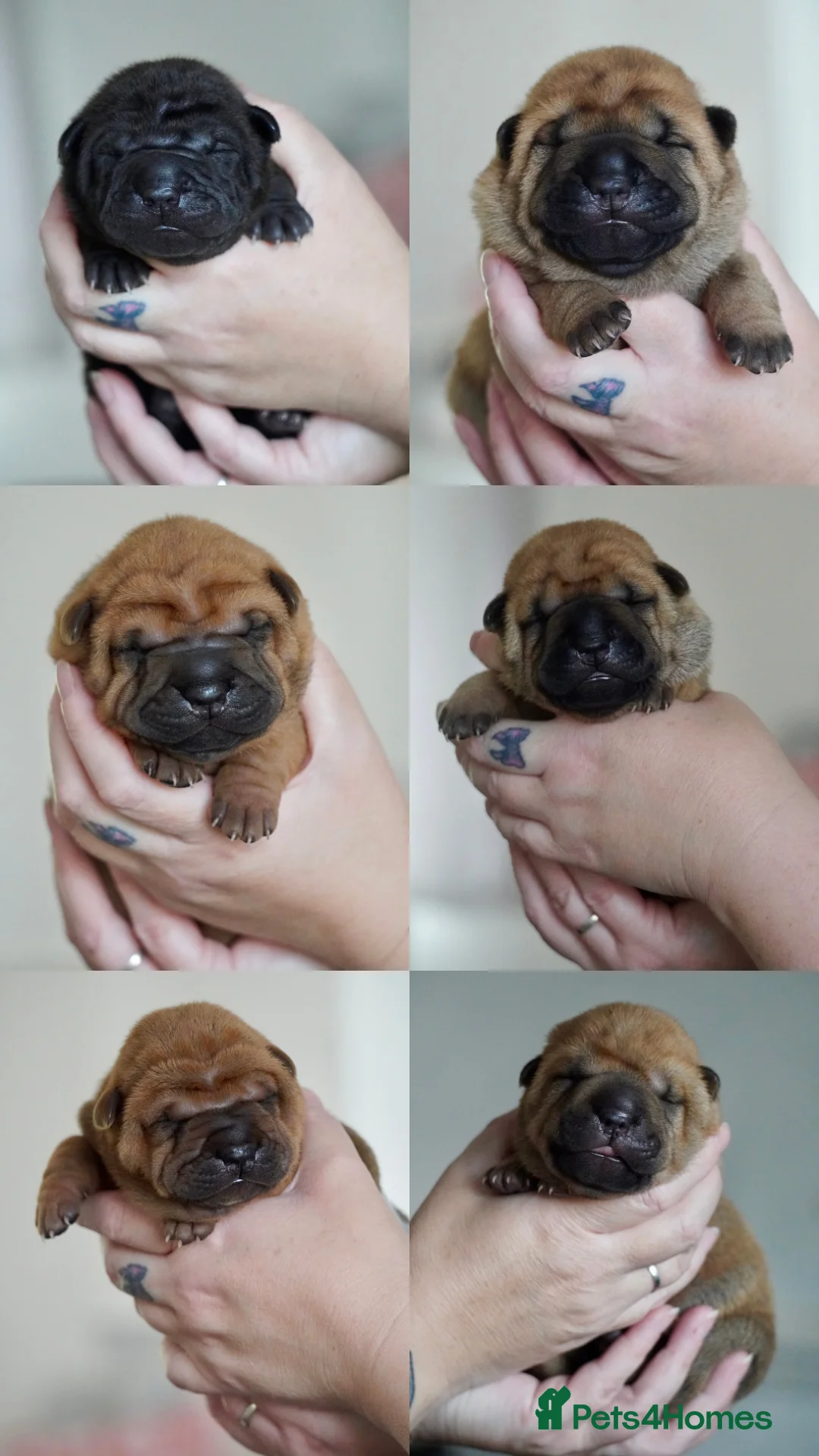 Shar Pei dogs for stud: Champion Shar Pei Stud in Doncaster - Advert 12