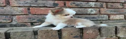Chihuahua dogs for sale: **PRICE REDUCTION** 🐾🩶 READY TO GO LAST TINY BOY - Advert 28