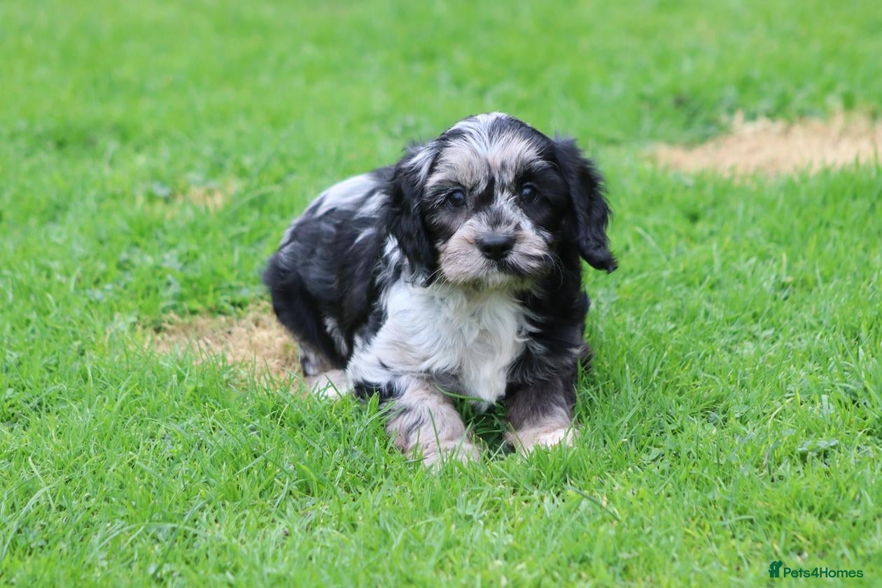 Cavapoo dogs Beautiful Cavapoo puppies for sale - Advert 2