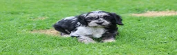 Cavapoo dogs for sale: Beautiful Cavapoo puppies for sale - Advert 17