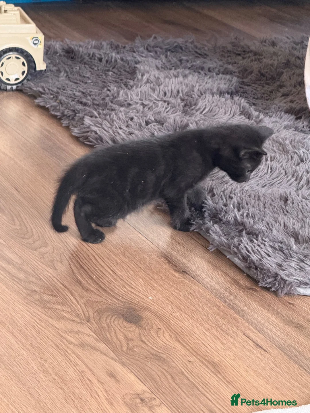 Mixed Breed cats for sale: Kittens (Black Male)  - Advert 4