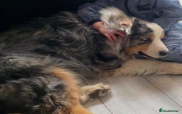 Australian Shepherd dogs for sale: Australian Shepherd Female Puppy - £1200 - Image 6