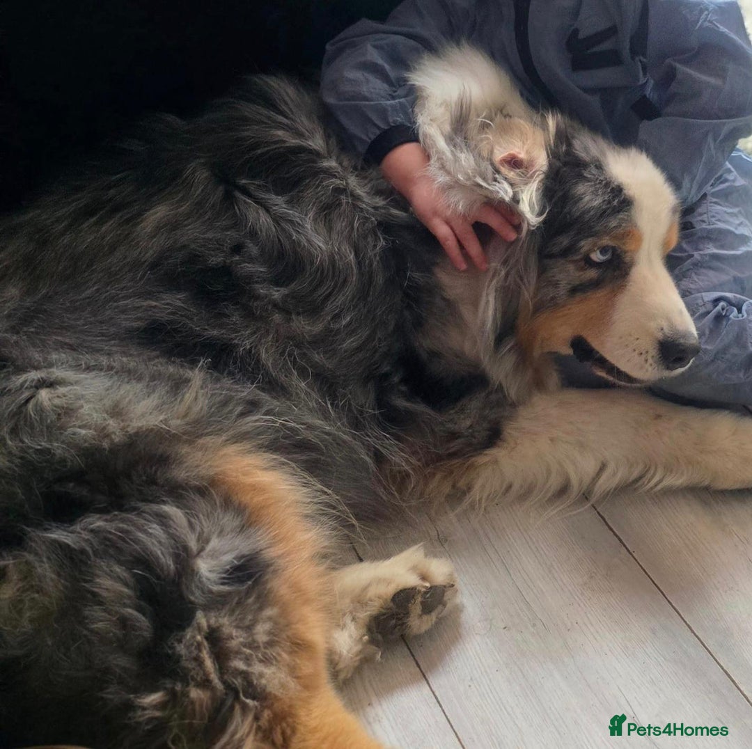 Australian Shepherd dogs for sale: Australian Shepherd Female Puppy - £1200 - Image 6