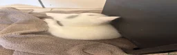 Mixed Breed cats for adoption: Beautiful kittens - Advert 19