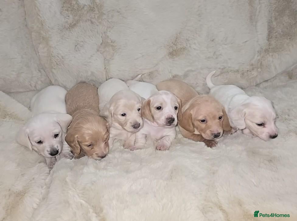 Miniature Dachshund dogs Miniature long and smooth haired dachshund  - Advert 2