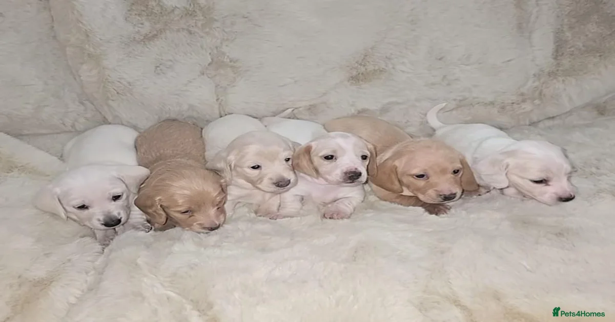 Miniature dachshund dogs Miniature Dachshund Puppies for sale | Pets4Homes