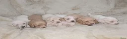 Miniature Dachshund dogs for sale: Miniature long and smooth haired dachshund  - Advert 1