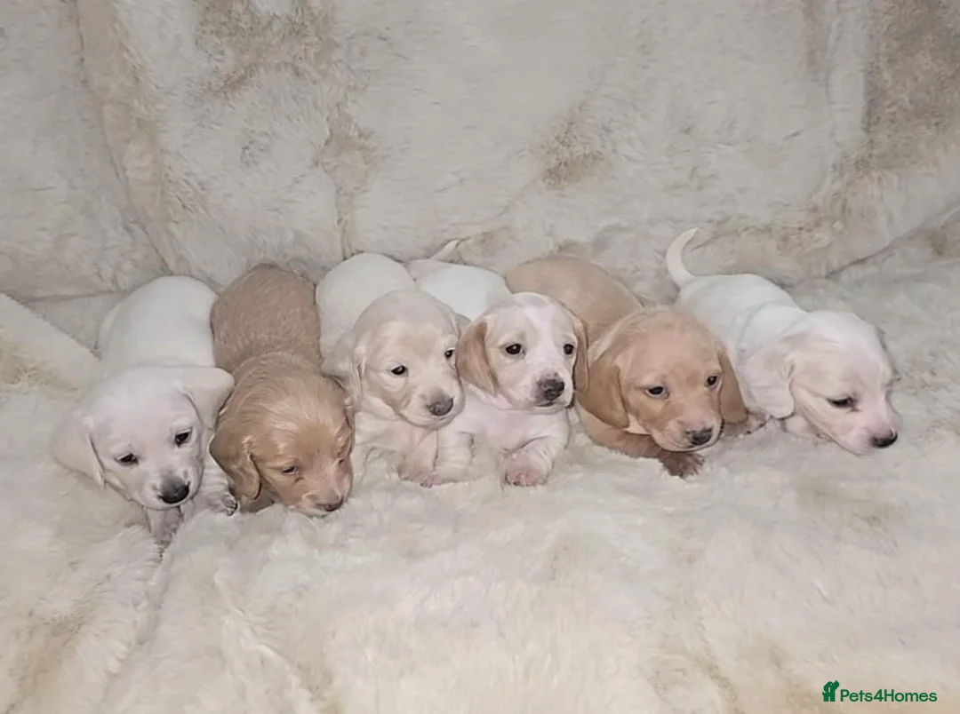 Miniature Dachshund dogs for sale: Miniature long and smooth haired dachshund  - Advert 1
