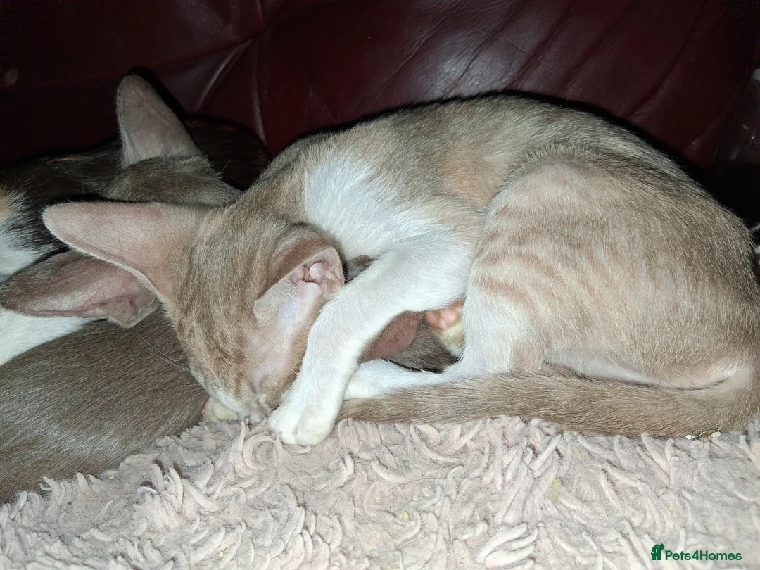 Oriental cats for sale: Stunning oriental girls ready 3.9.26 - Advert 3