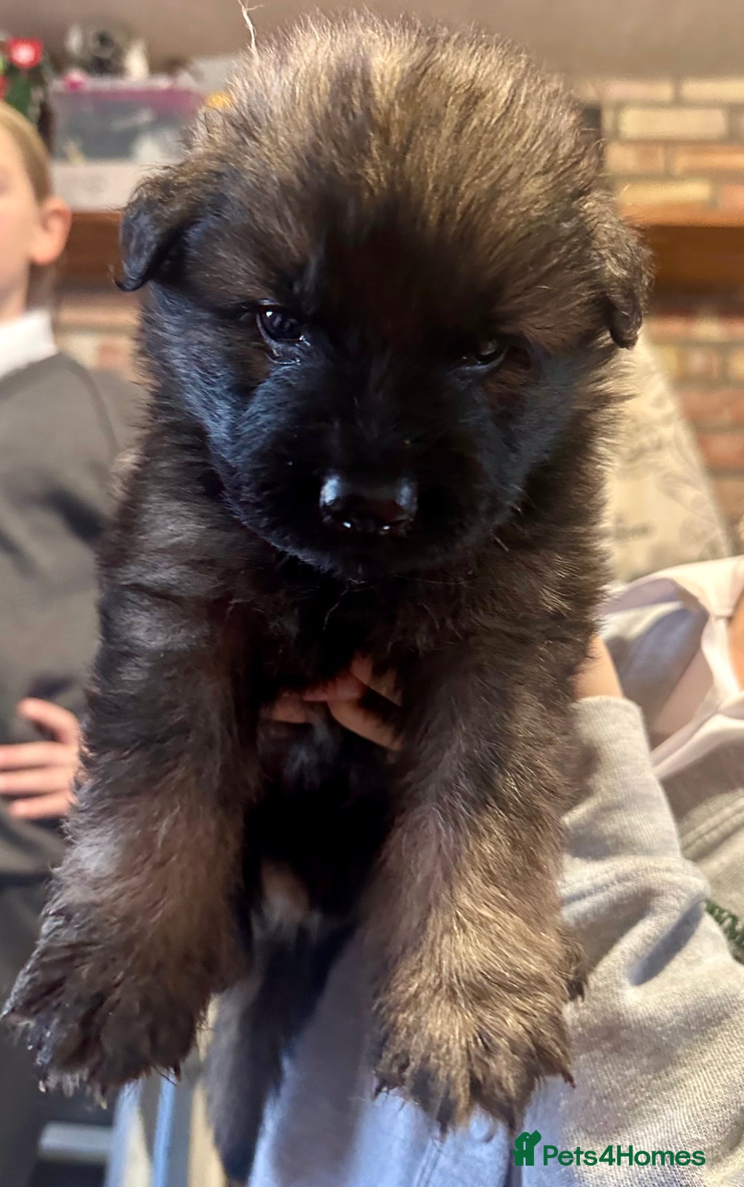 German Shepherd dogs for sale: Beautiful Litter of German Shepherd Puppies - Image 4