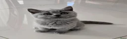 British Shorthair cats for sale: GCCF registered, ready to collect next week! - Advert 10