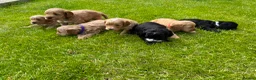 Cockapoo dogs for sale: Toy cockapoo puppies (golden) (tri) super cute - Advert 25