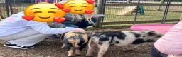 Pig livestock for sale: 🐷💙Meet Ant, Dec and Simon💙🐷 - Advert 5