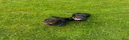 Dachshund dogs for sale: Sully 2 year old sausage  - Advert 10