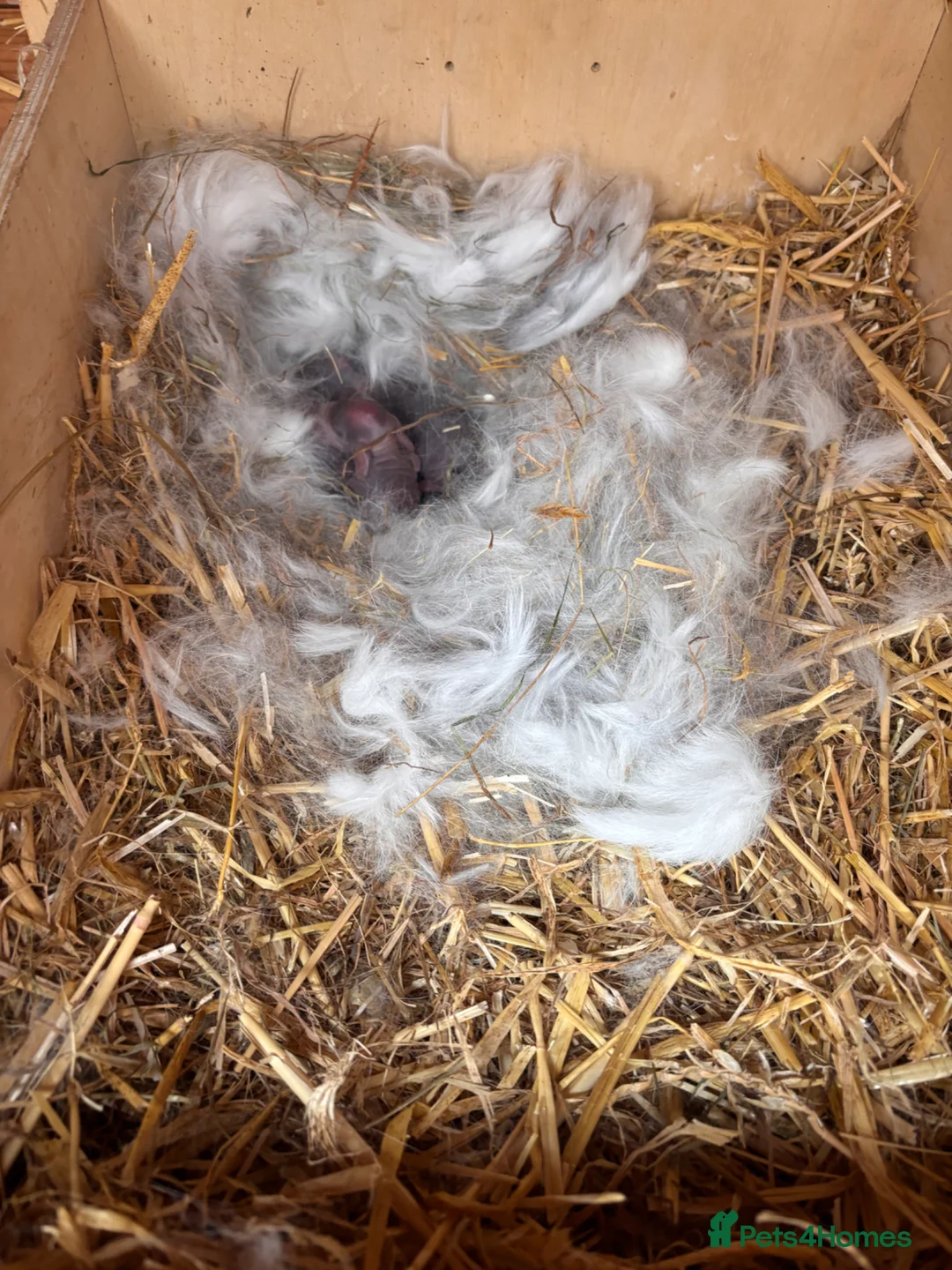 Mini Lop rabbits for sale: Mini lops  - Advert 1